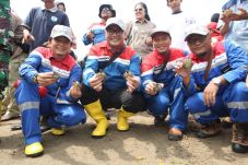 Tuntong Laut Nyaris...