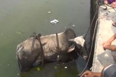 Hebohkan Warga, Sapi...