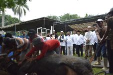 Rayakan Idul Adha, Pelindo-1...