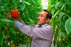 Paprika Tutur, Sayur...