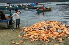 Jutaan Ikan Mas dan...