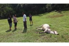 Harimau Mangsa Sapi,...