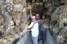 Cegah Benih Oplosan...