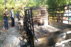 Pencuri Kerbau di Riau...