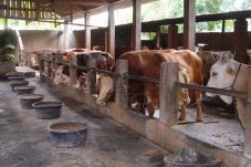 Sapi Limosin Bunting...