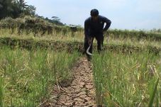 Mengering, Tanaman Padi...
