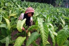 Garut Hasilkan Tembakau...