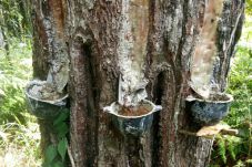 Penyadapan Getah Pinus...