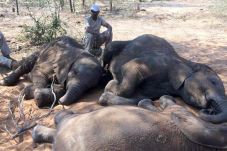 87 Gajah Mati Ditemukan...