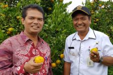 Kementan Dorong Pengembangan...