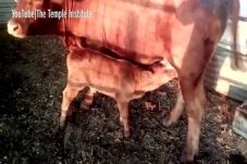 Sapi Merah Sempurna...