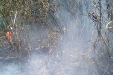 Kebakaran Hutan di Area...