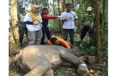 Anak Gajah Terjerat...