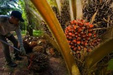 Gama Plantation Tegaskan...