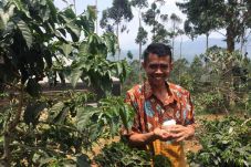 Java Preanger, Kopi...