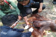Evakuasi Orangutan,...