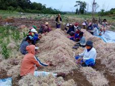 Harga Bawang dan Cabai...