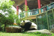 Rayakan Kedatangan Panda,...