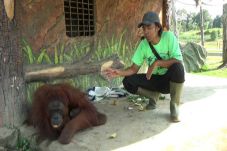 Lucunya Bayi Orangutan...
