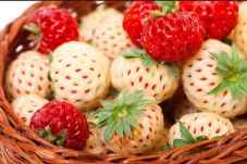 Pineberry, Buah yang...