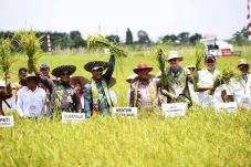 Jadikan Rawa Lahan Pertanian,...