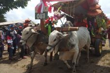 Ratusan Gerobak Sapi...