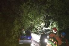 Pohon Tumbang di Ciputat...