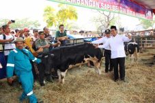 Mentan Amran: Upsus...