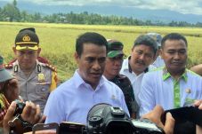 Amran: Musim Panen Padi...