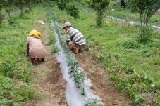 Judi Togel Marak, Petani...