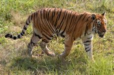 Harimau Pemakan Manusia...