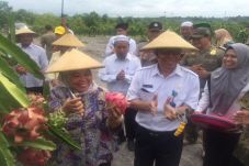 Bupati Kobar Panen Buah...