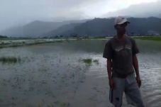 Ratusan Hektare Sawah...