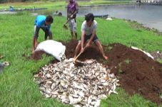 Ratusan Ton Ikan di...