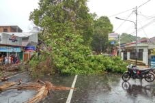 Musim Hujan, Pohon di...