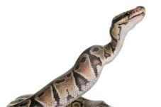 Digigit Python di Toilet,...