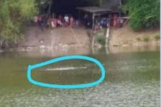 Sekumpulan Buaya Muncul...