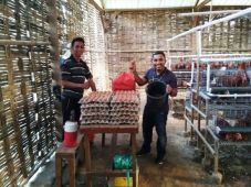 Telur hingga Wisata,...