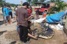 Buaya Pemangsa Bocah...