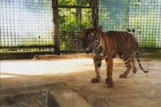 Kondisi Harimau yang...