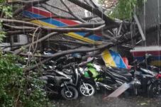 Puluhan Pohon Tumbang,...