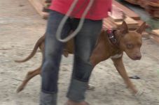Khawatir Dibunuh, Anjing...