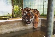 Dikarantina, Harimau...