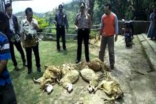 Geger! 18 Kambing Warga...