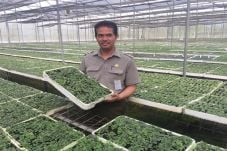 Dirjen Hortikultura...