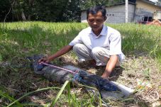 Seekor Buaya Bakau di...