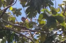 Tiga Hari Kabur ke Atas...