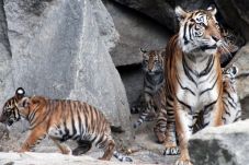 Tiger Diplomacy, Perkuat...