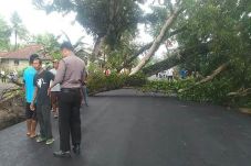 Pohon Tua Tumbang, Jalur...