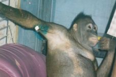 Kisah Orangutan di Kalimantan...